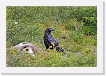 korppi_raven 1381 * 829 x 555 * (465KB)